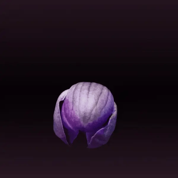 Nativa Spa Loção Corporal Orquídea Noire - Lozione corpo Orchidea Nera 400ml - o Boticário | Paradea